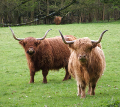 Highland Cattle