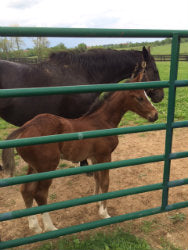 Kentucky Road Trip, & a Triple Crown Winner